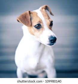 Jack Russell Terrier Portrait.