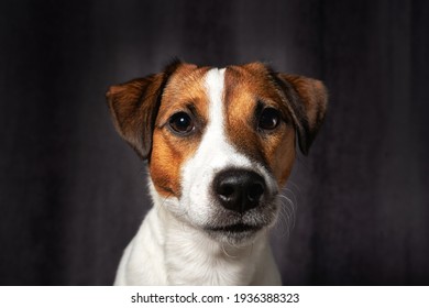 Jack Russell Terrier Portrait Close Up