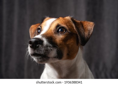 Jack Russell Terrier Portrait Close Up