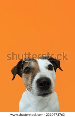 Similar – Image, Stock Photo nice dog on the beach,france