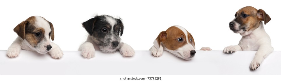Jack Russell Terrier puppies, 2 months old, getting out of a box in front of white background