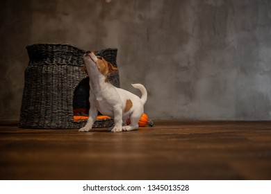 Dogs On Wooden Floor Images Stock Photos Vectors Shutterstock