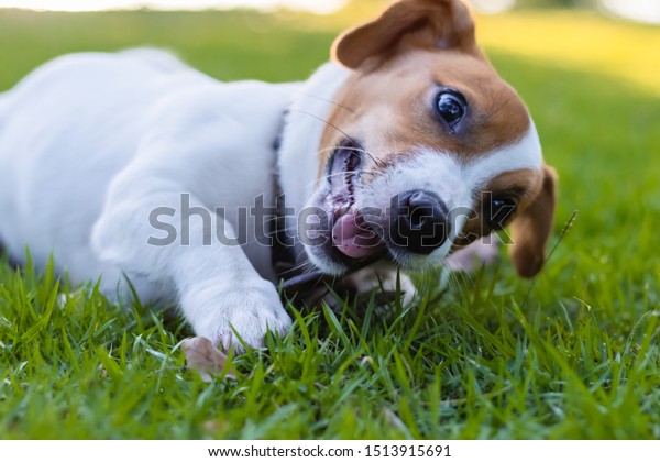 Jack Russell Terrier Puppies Playing Green Stock Photo Edit Now