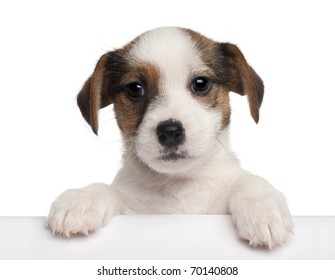 Jack Russell Terrier puppy, 2 months old, getting out of a box in front of white background