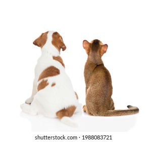 Jack Russell Terrier Puppy And Abyssinian Cat Sit Together In Back View And Look Up On Empty Space. Isolated On White Background