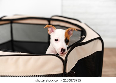 a jack russell terrier puppy. folding enclosure for dogs. cute and playful pets. vaccinations and vitamins for dogs. pet food
