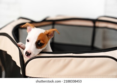 a jack russell terrier puppy. folding enclosure for dogs. cute and playful pets. vaccinations and vitamins for dogs. pet food