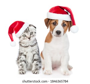 Jack russell terrier puppy and gray tabby kitten wearing red christmas hats sit together. isolated on white background