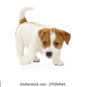 Jack Russell Terrier Puppy Images Stock Photos Vectors