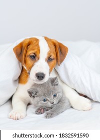 Jack russell terrier puppy lies in an embrace with a small gray kitten under a white blanket at home on the bed