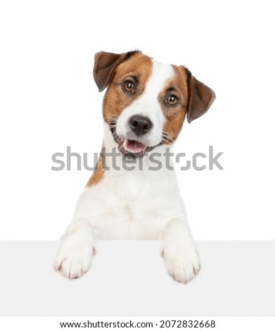 jack russell terrier puppy looks above empty white banner. isolated on white background