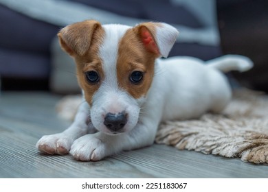 jack russell terrier puppy lying down and looking straight at the camera. he raised his ears. he is all white with yellow, brown patterns around the eyes and ears. adorable puppy