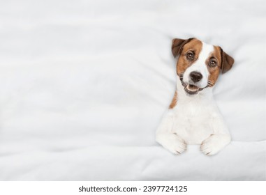 Jack russell terrier puppy lying under white blanket on a bed at home before bedtime. Top down view. Empty space for text