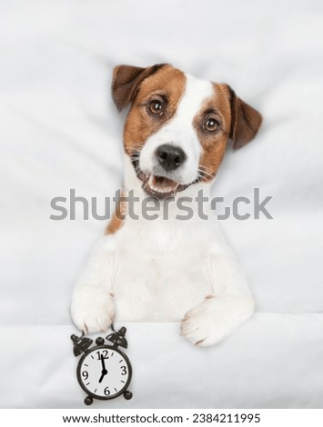 Jack russell terrier puppy lying on a bed at home and holds alarm clock. Top down view
