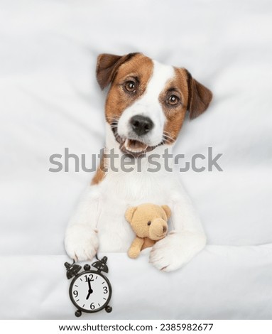Jack russell terrier puppy lying on a bed at home and holds alarm clock and hugs toy bear. Top down view