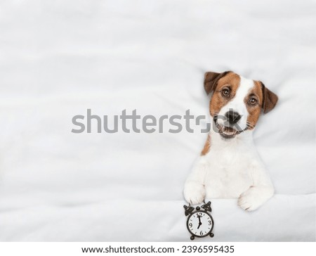 Jack russell terrier puppy lying on a bed at home and holds alarm clock. Top down view. Empty space for text