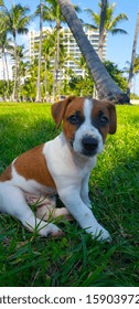 Jack Russell terrier puppy Miami Beach. - Shutterstock ID 1590397297