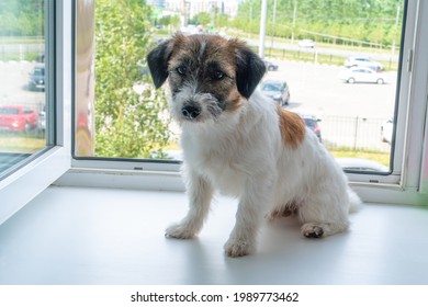 Jack Russell Terrier Puppy Near An Open Window. Fall Hazard Concept With Open Windows.