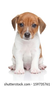 Jack Russell Terrier Puppy On A White Background