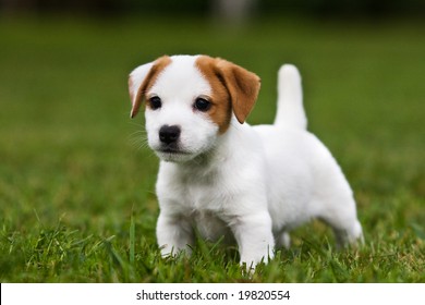 Jack Russell Terrier Puppy On Grass