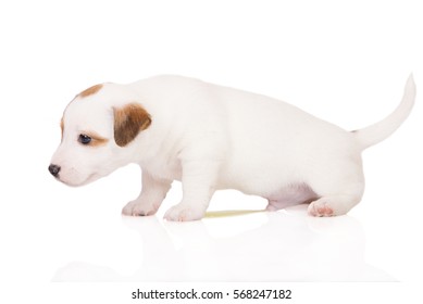 Jack Russell Terrier Puppy Peeing Stock Photo 568247182 | Shutterstock