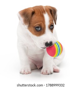 Jack Russell Terrier Puppy Playing With Toy And Chew Ball In Mouth Isolated On White Background.