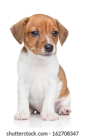 Jack Russell Terrier Puppy Sits On A White Background