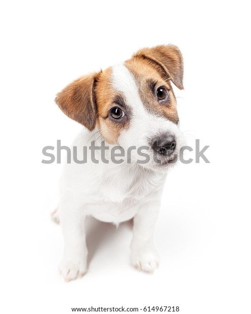 Jack Russell Terrier Puppy Sits Isolated Stock Photo Edit Now 614967218