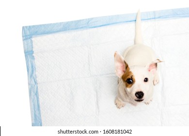 Jack Russell Terrier puppy sitting on diapers