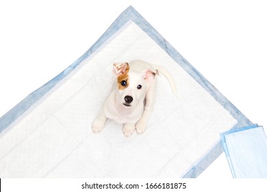 Jack Russell Terrier puppy sitting on diapers isolated on a white background