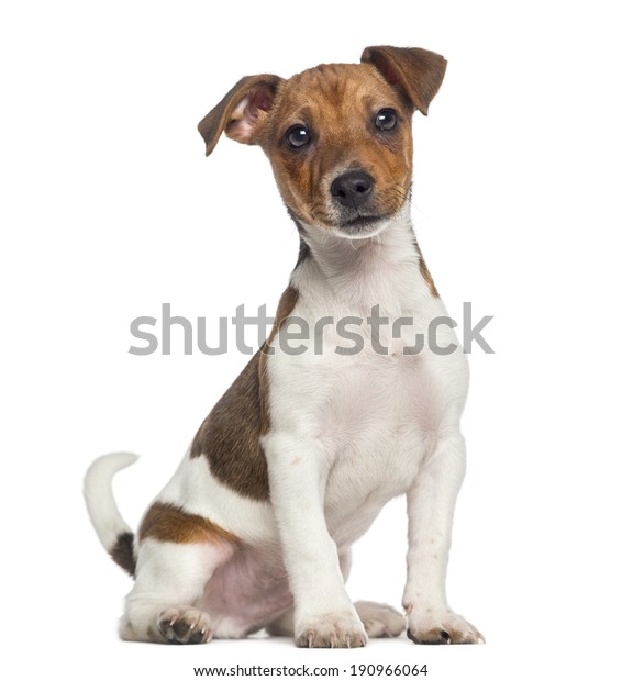 Jack Russell Terrier Puppy Sitting 3 Stock Photo 190966064 | Shutterstock