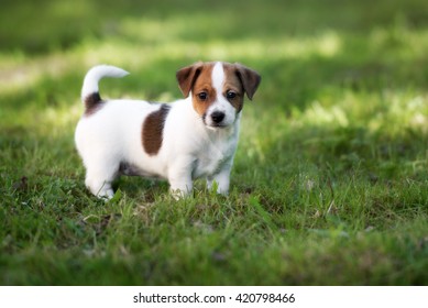 jack russell terrier puppies black and white