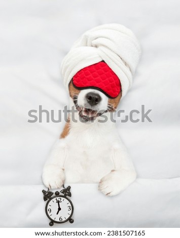 Jack russell terrier puppy with towel on it head wearing sleeping mask sleeps on a bed at home and holds alarm clock. Top down view