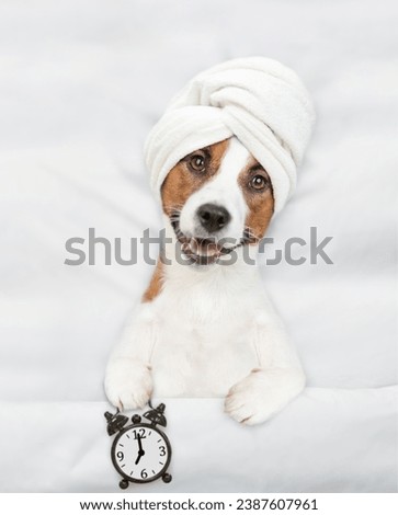 Jack russell terrier puppy with towel on it head lying on a bed at home and shows alarm clock. Top down view
