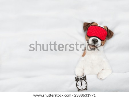 Jack russell terrier puppy with towel on it head wearing sleeping mask sleeps on a bed at home and holds alarm clock. Top down view. Empty space for text