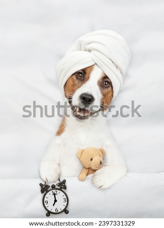 Jack russell terrier puppy with towel on it head lying on a bed at home and holds alarm clock and hugs toy bear. Top down view