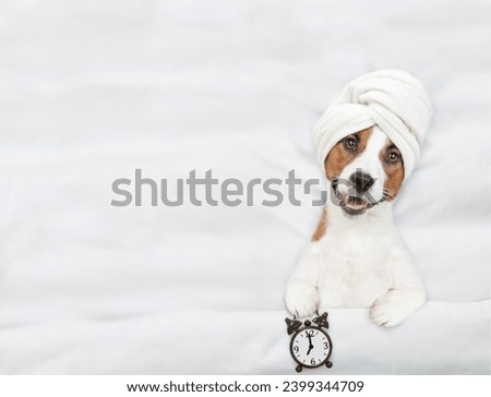 Jack russell terrier puppy with towel on it head lying on a bed at home and shows alarm clock. Top down view. Empty space for text