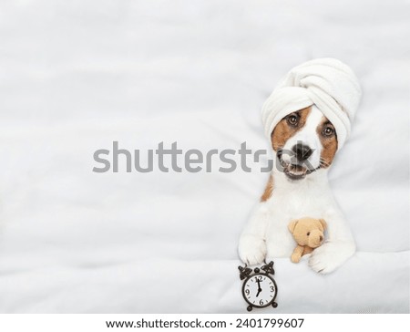 Jack russell terrier puppy with towel on it head lying on a bed at home and shows alarm clock and hugs toy bear. Top down view. Empty space for text