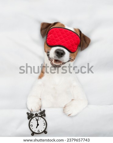 Jack russell terrier puppy wearing sleeping mask sleeps on a bed at home and holds alarm clock. Top down view