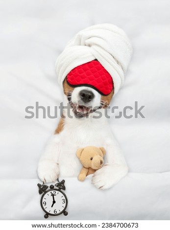 jack russell terrier puppy wearing sleeping mask sleeps with toy bear  and alarm clock under white blanket on a bed at home. Top down view