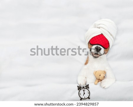 jack russell terrier puppy wearing sleeping mask sleeps with toy bear  and alarm clock under white blanket on a bed at home. Top down view. Empty space for text