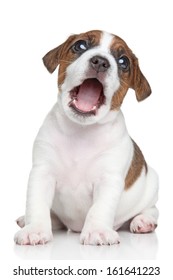 Jack Russell Terrier Puppy Yawn On A White Background