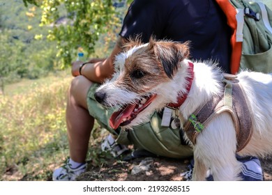 Jack Russell Terrier Resting In Nature In Summer. Hunting Dog On A Walk In A Hike.