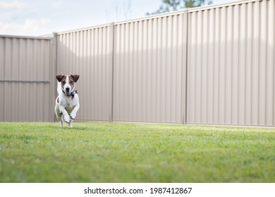 A Jack Russell Terrier running in backyard with steel fenced yard.