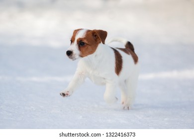 JACK RUSSELL TERRIER CHARMING DOG GREETINGS NOTE CARD GIRL WITH PUPS AND TEA