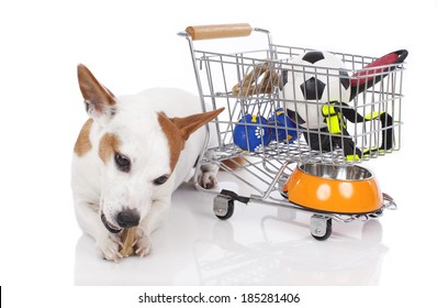 Jack Russell Terrier with shopping basket