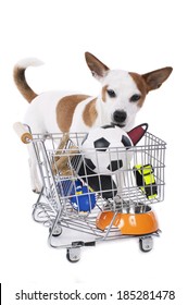 Jack Russell Terrier with shopping basket