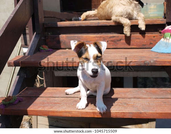 Jack Russell Terrier Shorthair Sitting On Stock Photo Edit Now