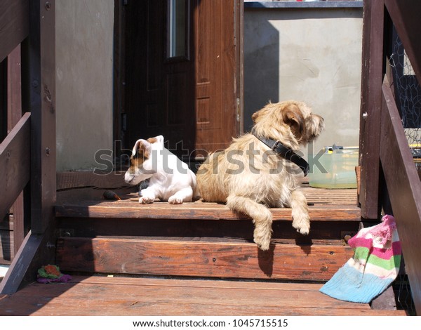 Jack Russell Terrier Shorthair Sitting On Stock Photo Edit Now