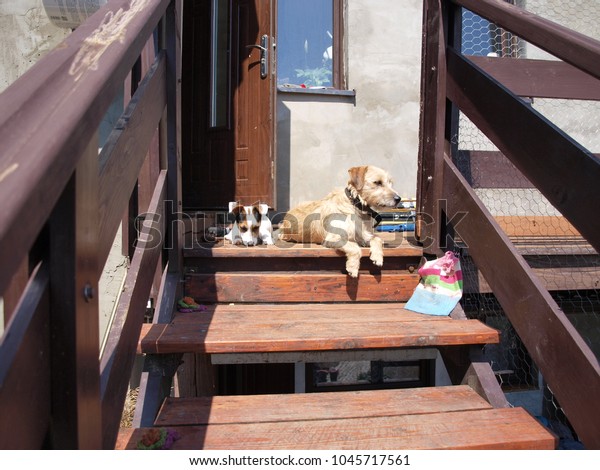 Jack Russell Terrier Shorthair Sitting On Stock Photo Edit Now